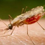2016-го года зарегистрировано 3 случая завозной малярии в Черновцах