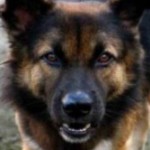 В Черновцах ищут владельца собаки, у которой обнаружили бешенство