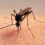 На Буковине есть комары, которые могут переносить малярию