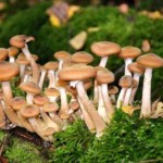 В 2016 году на Буковине зарегистрировано 7 случаев отравления грибами