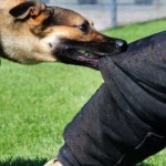 За неделю в Черновицкой области бродячие собаки покусали 14 человек